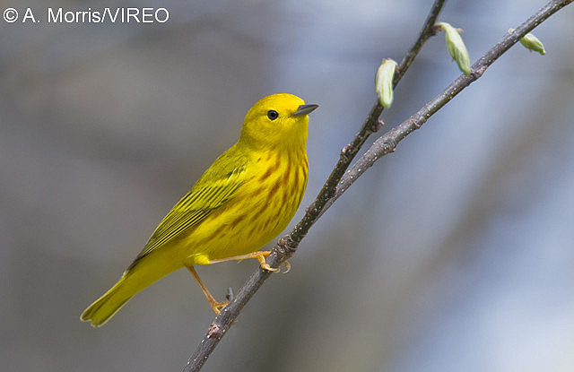 Yellow Warbler